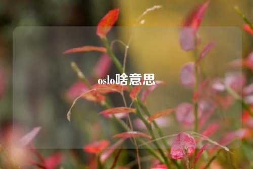 oslo啥意思