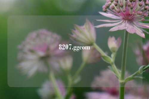 8207.ggcom